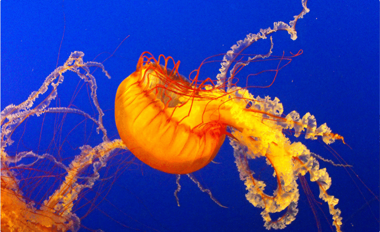 Good Design Can a Beautiful Raw Interface For Everyone